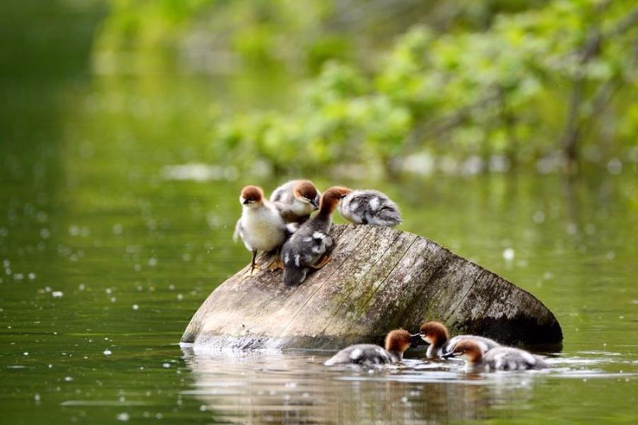 A Chinese merganser with its babies is seen at a water area in NE Jilin\'s Fusong county. Jin Zhigui, a photographer, got the perfect shot after waiting for two weeks. As the ecological environment improves every year, more than 200 Chinese mergansers will fly to Changbai Mountain region in the spring. (Photo by Jin Zhigui/for chinadaily.com.cn)

Chinese mergansers have been listed as a national first-level protected animal but now they are faced with threats from fishing, vegetation destruction, habitat fragmentation, and water pollution. With fewer than 3,000 pairs remaining, they are often referred to as a \