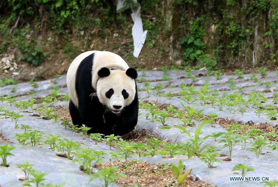 A giant panda is spotted wandering at a field in Jinbo Village, Wenchuan County, southwest China\'s Sichuan Province, May 31, 2018. A giant panda has been caught casually wandering around a village in southwest China\'s Sichuan Province Thursday morning, as locals were repairing a road. Worried about scaring the animal, the villagers immediately stopped working and reported its presence to forestry authority and the local government. The China Conservation and Research Center for Giant Pandas said it was a captive panda that belonged to the center. (Xinhua/Wu Paiyong)