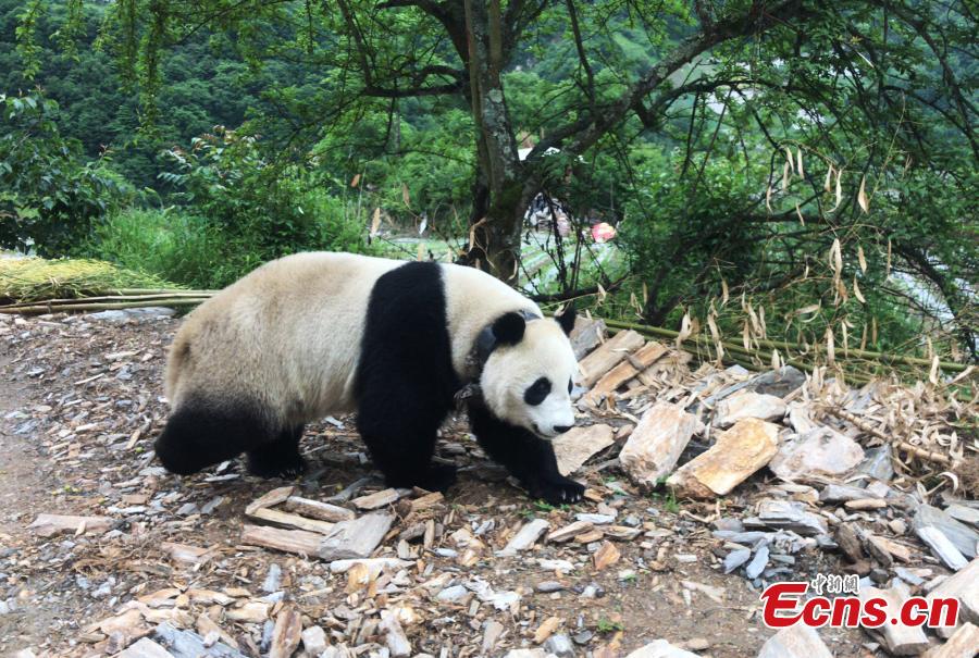 A captive giant panda released into the wild for research purposes strolls about in a village in Wenchuan County, Southwest China’s Sichuan Province, May 31, 2018. Many villagers took the opportunity to take photos or make videos of the bear’s surprise visit. (Photo: China News Service/Wu Paiyong)