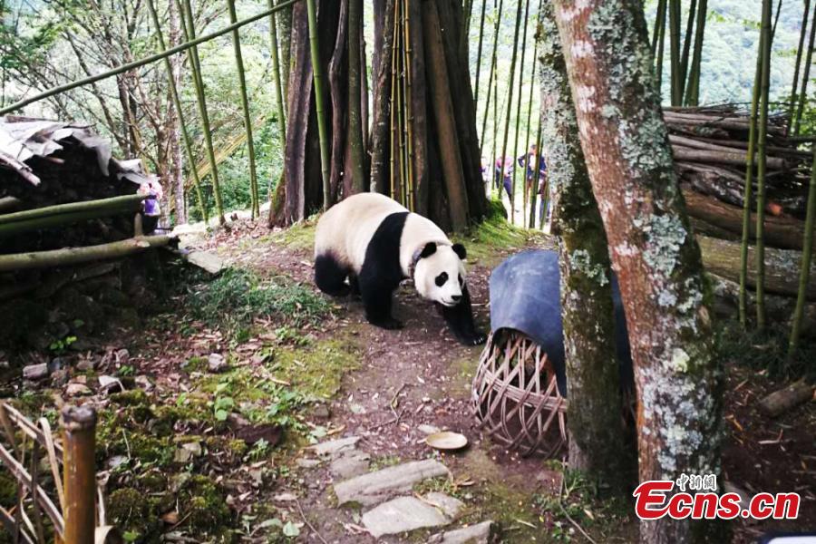 A captive giant panda released into the wild for research purposes strolls about in a village in Wenchuan County, Southwest China’s Sichuan Province, May 31, 2018. Many villagers took the opportunity to take photos or make videos of the bear’s surprise visit. (Photo: China News Service/Wu Paiyong)