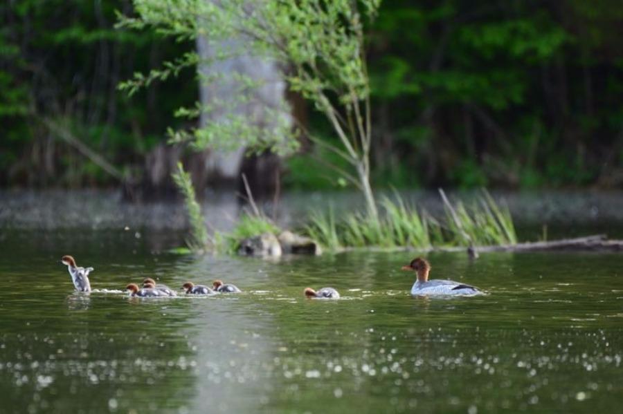 A Chinese merganser with its babies is seen at a water area in NE Jilin\'s Fusong county. Jin Zhigui, a photographer, got the perfect shot after waiting for two weeks. As the ecological environment improves every year, more than 200 Chinese mergansers will fly to Changbai Mountain region in the spring. (Photo by Jin Zhigui/for chinadaily.com.cn)