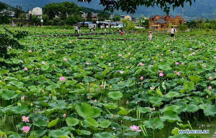 Tourists visit a lotus pond in Wufu Township of Wuyishan City, southeast China\'s Fujian Province, June 1, 2018. The town developed local economy by combining farming and tourism. (Xinhua/Zhang Guojun)