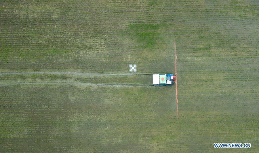 In this aerial photo taken on June 2, 2018, an unmanned sprayer works in a field during the demonstration of an agricultural pilot program featuring unmanned production process in Xinghua, east China\'s Jiangsu Province. (Xinhua/Li Xiang)