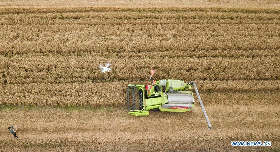 In this aerial photo taken on June 2, 2018, an unmanned combine harvester works in a field during the demonstration of an agricultural pilot program featuring unmanned production process in Xinghua, east China\'s Jiangsu Province. (Xinhua/Li Xiang)