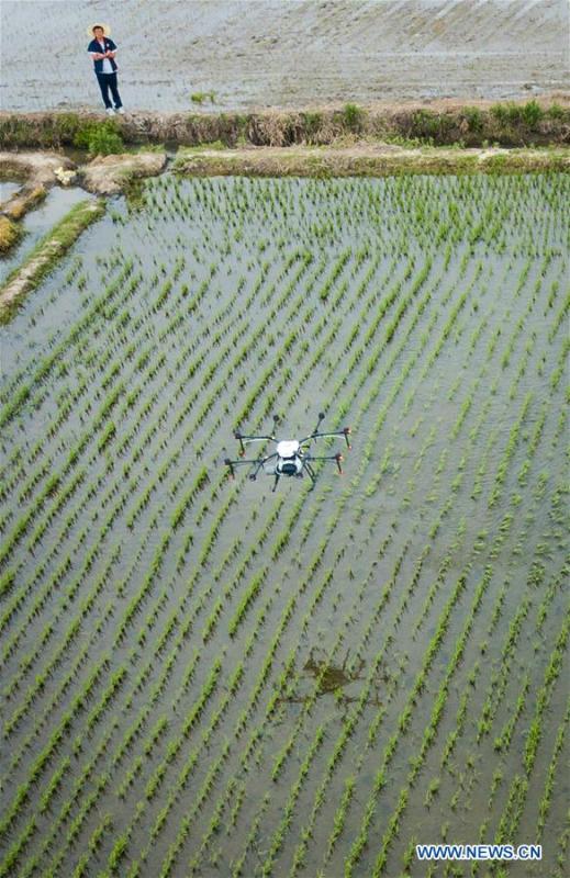 In this aerial photo taken on June 2, 2018, a drone works over a field during the demonstration of an agricultural pilot program featuring unmanned production process in Xinghua, east China\'s Jiangsu Province. (Xinhua/Li Xiang)