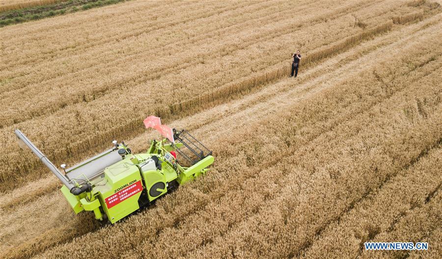In this aerial photo taken on June 2, 2018, an unmanned combine harvester works in a field during the demonstration of an agricultural pilot program featuring unmanned production process in Xinghua, east China\'s Jiangsu Province. (Xinhua/Li Xiang)