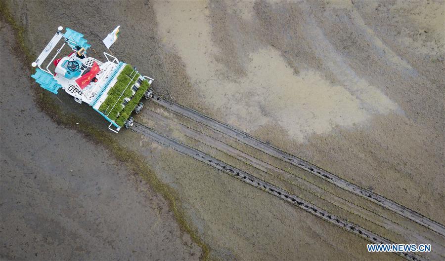In this aerial photo taken on June 2, 2018, an unmanned rice transplanter works in a field during the demonstration of an agricultural pilot program featuring unmanned production process in Xinghua, east China\'s Jiangsu Province. (Xinhua/Li Xiang)