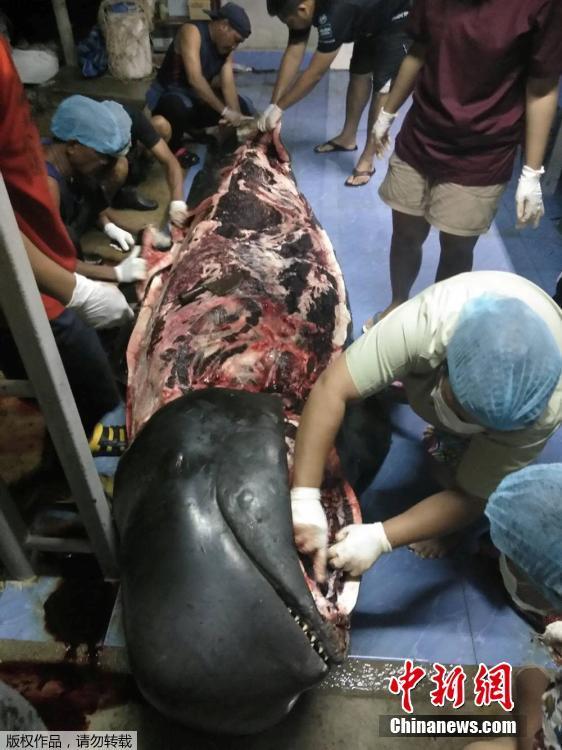 A government marine veterinarian is being helped by volunteers to remove plastics from the stomach of a dead male pilot whale at the Marine and Coastal Resource Research and Development Center in Songkla province, Thailand, June 1, 2018. Some 80 pieces of plastic rubbish weighing 17 pounds were found in the stomach of the whale that died in Thailand after a five-day effort to save it. (Photo/Agencies)