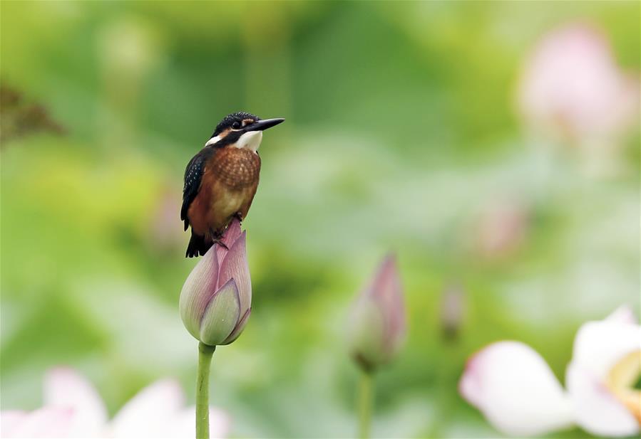 A bird rests on a lotus flower in Wufu Township of Wuyishan City, southeast China\'s Fujian Province, June 1, 2018. (Xinhua/Qiu Ruquan)