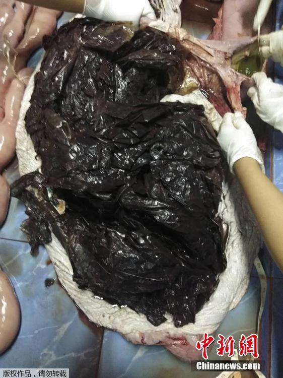 A government marine veterinarian is being helped by volunteers to remove plastics from the stomach of a dead male pilot whale at the Marine and Coastal Resource Research and Development Center in Songkla province, Thailand, June 1, 2018. Some 80 pieces of plastic rubbish weighing 17 pounds were found in the stomach of the whale that died in Thailand after a five-day effort to save it. (Photo/Agencies)