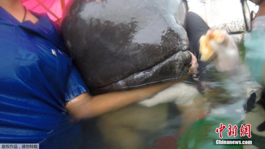 A government marine veterinarian is being helped by volunteers to remove plastics from the stomach of a dead male pilot whale at the Marine and Coastal Resource Research and Development Center in Songkla province, Thailand, June 1, 2018. Some 80 pieces of plastic rubbish weighing 17 pounds were found in the stomach of the whale that died in Thailand after a five-day effort to save it. (Photo/Agencies)
