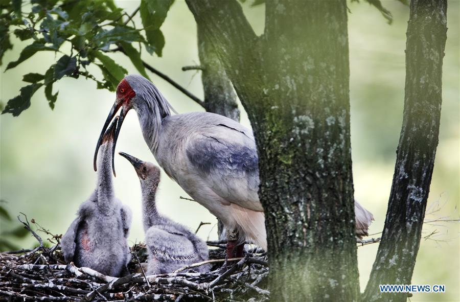 A crested ibis feeds nestlings at Tianling Village of Yangxian County in Hanzhong City, northwest China\'s Shaanxi Province, June 2, 2018. The crested ibis were thought to be extinct in the wild until the discovery of seven wild crested ibises on May 23, 1981 in Yangxian, Shaanxi Province. After decades of conservation, the population of the endangered bird species has been growing. About 2,500 crested ibis live in Shaanxi Province. Their habitat covers around 14,000 square kilometers. (Xinhua/Tao Ming)