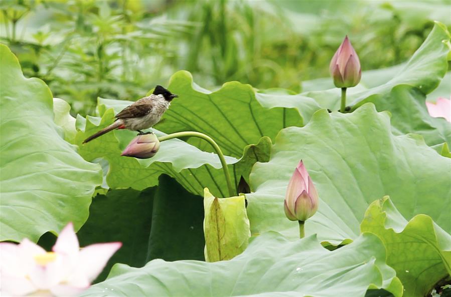 A bird rests on a lotus flower in Wufu Township of Wuyishan City, southeast China\'s Fujian Province, June 1, 2018. (Xinhua/Qiu Ruquan)