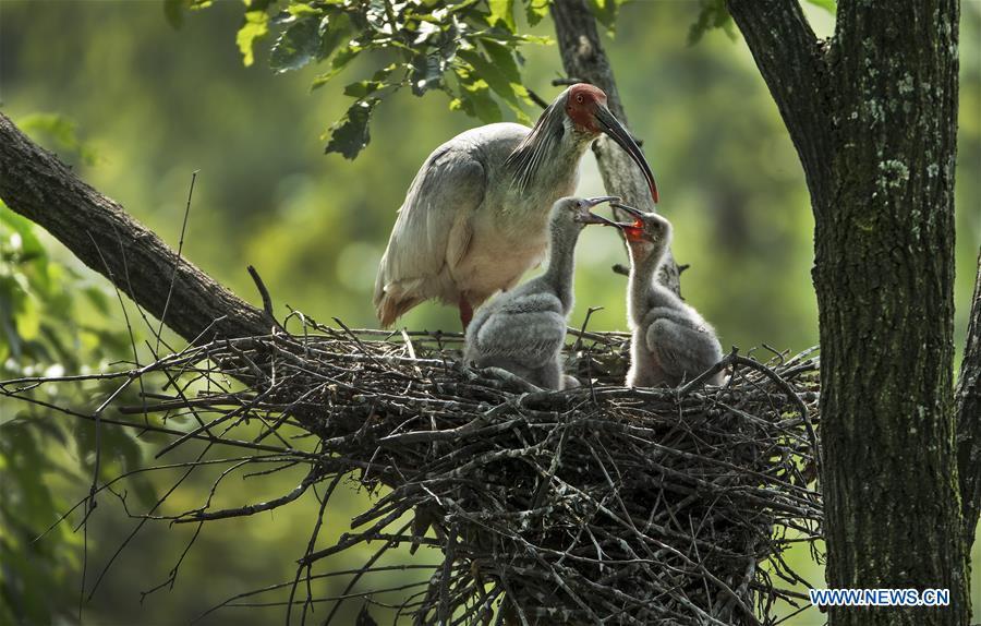A crested ibis takes care of nestlings at Tianling Village of Yangxian County in Hanzhong City, northwest China\'s Shaanxi Province, June 2, 2018. The crested ibis were thought to be extinct in the wild until the discovery of seven wild crested ibises on May 23, 1981 in Yangxian, Shaanxi Province. After decades of conservation, the population of the endangered bird species has been growing. About 2,500 crested ibis live in Shaanxi Province. Their habitat covers around 14,000 square kilometers. (Xinhua/Tao Ming)