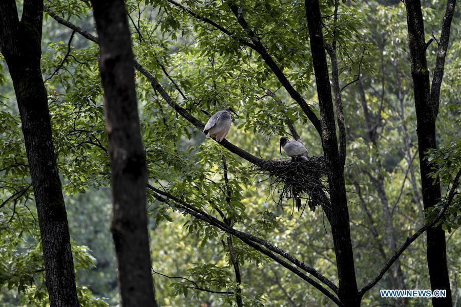 A couple of crested ibis takes care of their nestlings at Tianling Village of Yangxian County in Hanzhong City, northwest China\'s Shaanxi Province, June 2, 2018. The crested ibis were thought to be extinct in the wild until the discovery of seven wild crested ibises on May 23, 1981 in Yangxian, Shaanxi Province. After decades of conservation, the population of the endangered bird species has been growing. About 2,500 crested ibis live in Shaanxi Province. Their habitat covers around 14,000 square kilometers. (Xinhua/Tao Ming)