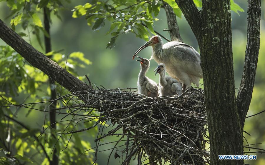 A crested ibis feeds nestlings at Tianling Village of Yangxian County in Hanzhong City, northwest China\'s Shaanxi Province, June 2, 2018. The crested ibis were thought to be extinct in the wild until the discovery of seven wild crested ibises on May 23, 1981 in Yangxian, Shaanxi Province. After decades of conservation, the population of the endangered bird species has been growing. About 2,500 crested ibis live in Shaanxi Province. Their habitat covers around 14,000 square kilometers. (Xinhua/Tao Ming)