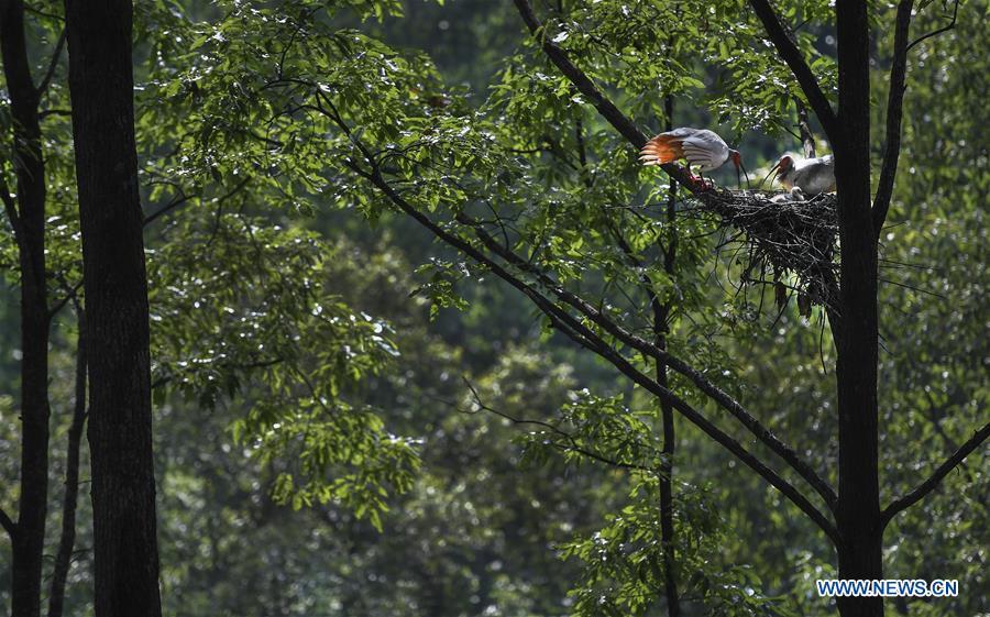 A couple of crested ibis takes care of their nestlings at Tianling Village of Yangxian County in Hanzhong City, northwest China\'s Shaanxi Province, June 2, 2018. The crested ibis were thought to be extinct in the wild until the discovery of seven wild crested ibises on May 23, 1981 in Yangxian, Shaanxi Province. After decades of conservation, the population of the endangered bird species has been growing. About 2,500 crested ibis live in Shaanxi Province. Their habitat covers around 14,000 square kilometers. (Xinhua/Tao Ming)