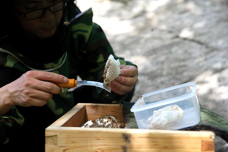 Nie uses a knife to peel the honey off the beehive.(Photo/China Daily)

Xikouwai village and Baoziling village in Fengjiabu town are located deep in the Yanshan Mountains area.

The project was started in 2016, and since then more than 600 beehives have been hung from the cliffs to produce high quality flower honey.

At present, 331 households in the town have a total of 11,200 clusters of Asian honey bees, producing 90,000 kilograms of honey each year. Now 59 low-income households in the mountains have joined bee farming. The annual average income per household is around 6,000 yuan ($934).