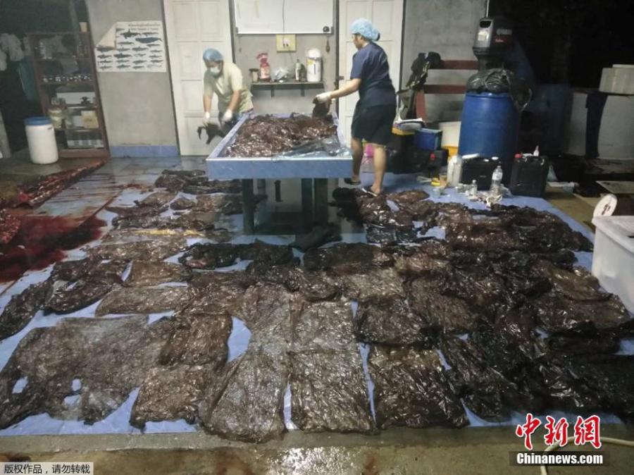 A government marine veterinarian is being helped by volunteers to remove plastics from the stomach of a dead male pilot whale at the Marine and Coastal Resource Research and Development Center in Songkla province, Thailand, June 1, 2018. Some 80 pieces of plastic rubbish weighing 17 pounds were found in the stomach of the whale that died in Thailand after a five-day effort to save it. (Photo/Agencies)