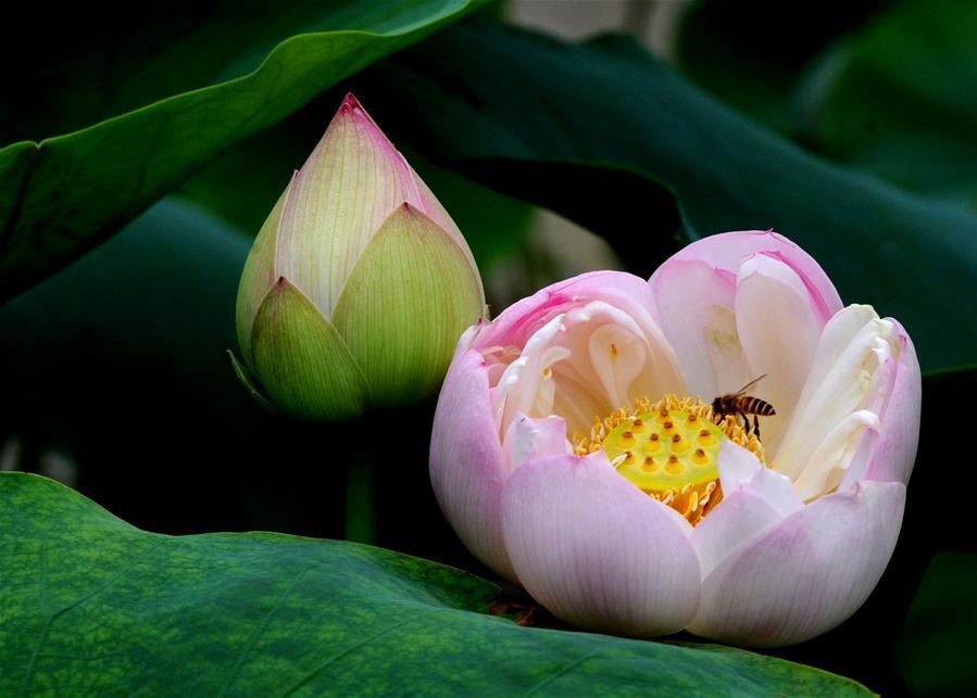 A bee collects honey on a lotus flower at the Zhuozhengyuan Garden in Suzhou, east China\'s Jiangsu Province, June 3, 2018. (Xinhua/Hang Xingwei)