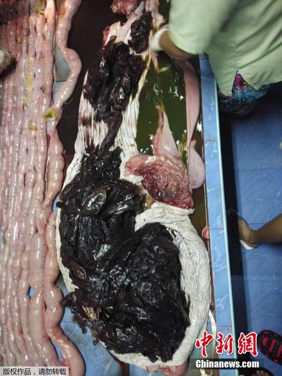 A government marine veterinarian is being helped by volunteers to remove plastics from the stomach of a dead male pilot whale at the Marine and Coastal Resource Research and Development Center in Songkla province, Thailand, June 1, 2018. Some 80 pieces of plastic rubbish weighing 17 pounds were found in the stomach of the whale that died in Thailand after a five-day effort to save it. (Photo/Agencies)