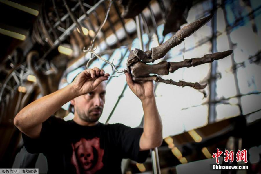 A dinosaur fossil is on display on the first floor of the Eiffel Tower in Paris, France, June 2, 2018. Discovered in Wyoming in 2013, the mysterious dinosaur skeleton fetched more than $2 million at an auction on June 4. The extremely rare dinosaur skeleton, thought to be a new species belonging to the theropod family, dates back to the late Jurassic period and is 150 million years old. (Photo/Agencies)