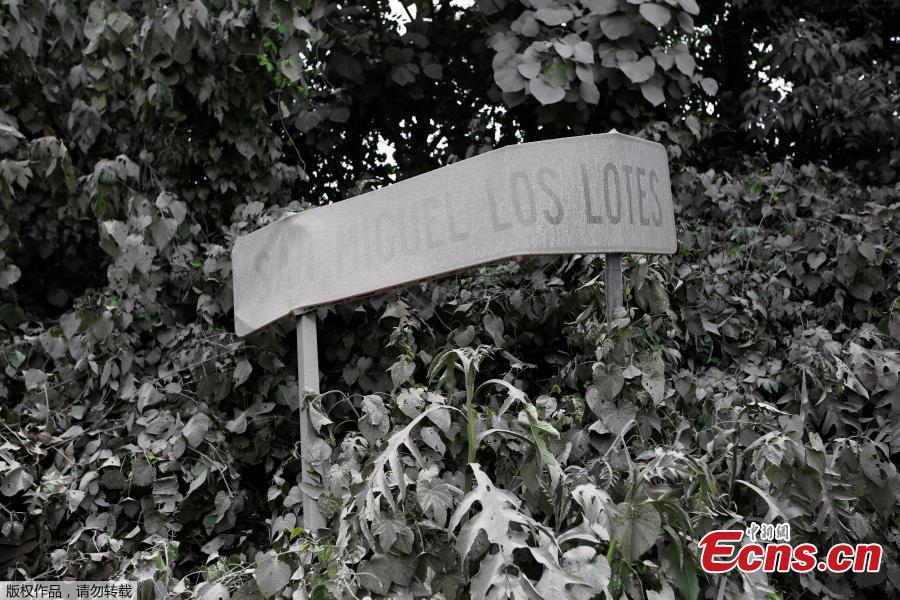 A road sign covered with ash is seen after Fuego volcano erupted in Escuintla, Guatemala, June 4, 2018. An estimated 25 people, including at least three children, were killed and nearly 300 injured on Sunday in the most violent eruption of Guatemala’s Fuego volcano in more than four decades, officials said. (Photo/Agencies)