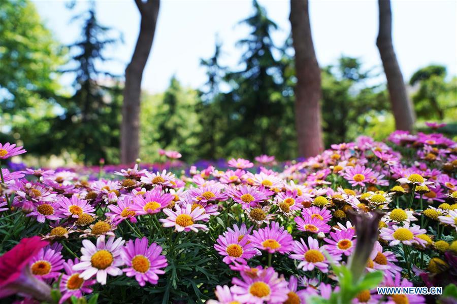 Photo taken on June 3, 2018 shows flowers along a road in Qingdao, east China\'s Shandong Province. The 18th Shanghai Cooperation Organization (SCO) Summit is scheduled for June 9 to 10 in Qingdao. (Xinhua/Purbu Zhaxi)