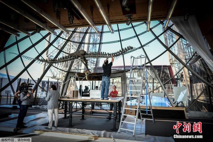 A dinosaur fossil is on display on the first floor of the Eiffel Tower in Paris, France, June 2, 2018. Discovered in Wyoming in 2013, the mysterious dinosaur skeleton fetched more than $2 million at an auction on June 4. The extremely rare dinosaur skeleton, thought to be a new species belonging to the theropod family, dates back to the late Jurassic period and is 150 million years old. (Photo/Agencies)