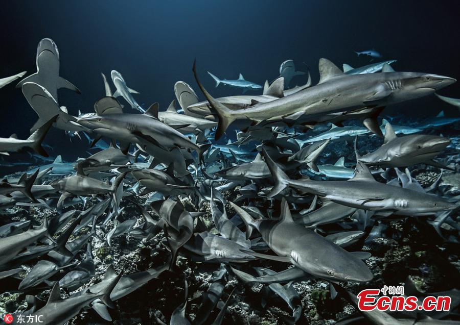 This photo provides an up-close view of the ocean\'s natural habitat as the sharks capture their prey. Underwater photographer Laurent Ballesta has spent four years returning to the Fakarava Atoll where sharks and grouper swarms face off in a battle for survival. Ballesta and his team have dived day and night—about 3,000 diver hours in all—into the 115-foot-deep channel to document and understand this amazing, mysterious spectacle. (Photo/IC)