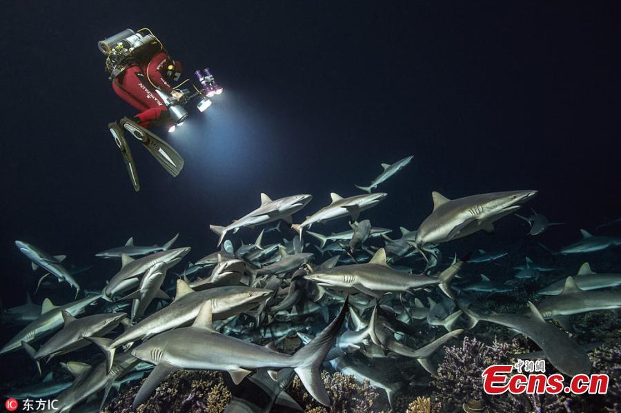 This photo provides an up-close view of the ocean\'s natural habitat as the sharks capture their prey. Underwater photographer Laurent Ballesta has spent four years returning to the Fakarava Atoll where sharks and grouper swarms face off in a battle for survival. Ballesta and his team have dived day and night—about 3,000 diver hours in all—into the 115-foot-deep channel to document and understand this amazing, mysterious spectacle. (Photo/IC)