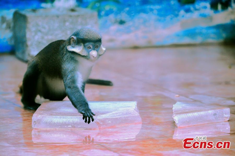 Photo taken on June 6, 2018 shows animals are trying all possible ways to keep cool at Tianjin Zoo as temperatures continue rising. (Photo: China News Service/Tong Yu)