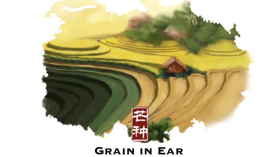 Wednesday is Mangzhong in Chinese, or “Grain in Ear” in English, which usually falls around the beginning of June. Being the ninth solar term of the year and the third one of the summer, it is usually one of the busiest periods of time for farmers.

The word Mangzhong is a pun on “busy planting” in Chinese, which is also an accurate description of how farmers’ life is during this period of time.

“Busy” is the key word. From the north to the south, farmers have been busy planting various crops according to the conditions of their fields, such as beans, crops and sweet potatoes.