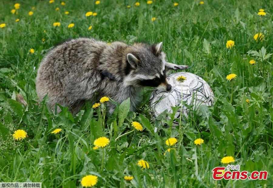 Maya, a one-year-old female raccoon, plays with a ball during the \