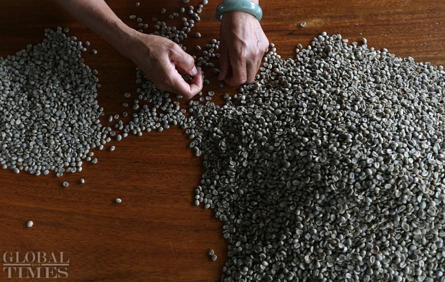 A villager sorts coffee beans on a wooden table. (Photo: Cui Meng/GT)