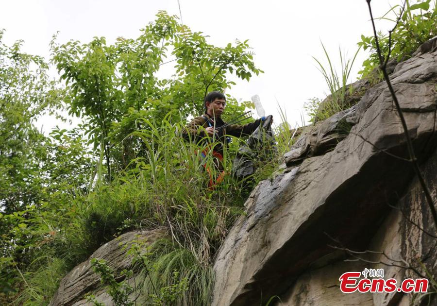 Sanitary worker Liu Wenhua collects garbage on a cliff while hanging from a cable at Wulingyuan scenic area in Zhangjiajie City, Central China’s Hunan Province, June 5, 2018. Liu, 48, has worked at the tourist attraction for nearly five years, mainly responsible for cleaning litter left by irresponsible visitors. (Photo: China News Service/Wu Yongbing)