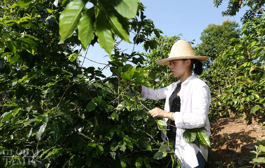 Hua Runmei, a girl born in the 90s and from Yunnan Province, checks a coffee tree in her hometown, Dakaihe Village near Pu\'er City, Yunnan Province. (Photo: Cui Meng/GT)

Worried about the low prices of coffee beans from her hometown, Hua Runmei, a girl born in the 90s and from Yunnan Province, returned to her hometown Dakaihe Village, located near Pu\'er City, Yunnan Province, and decided to increase the selling power of the coffee beans in her village. She studied and practiced for several years after initially graduating with a bachelor\'s degree in interior design, and now grows high-quality coffee beans, which have an organic certification from the EU. By selling coffee beans to overseas market, Hua Runmei has elevated many of the local coffee growers out of poverty.