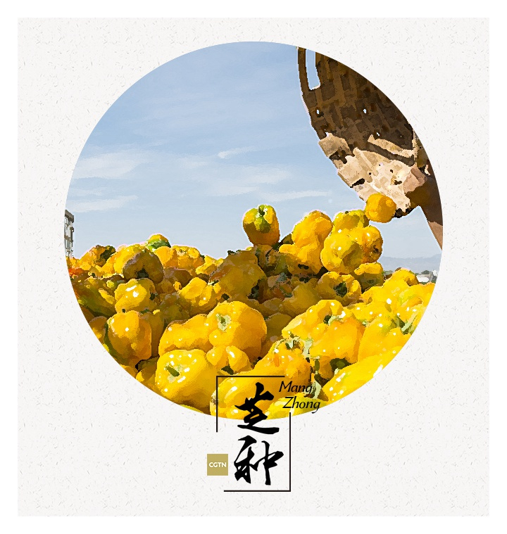 Many of the poems written about Mangzhong mention cicadas, whose voice marks the summer’s arrival.

vPlum wine: the drink that makes time better

The Plum Rain may be annoying, but not the plum wine, a drink that has been popular among the Chinese for thousands of years.

Chinese ancestors created many diverse ways of cooking it. The fruit is beneficial for the human body in many ways, but it tastes sour and disagreeable if eaten fresh.