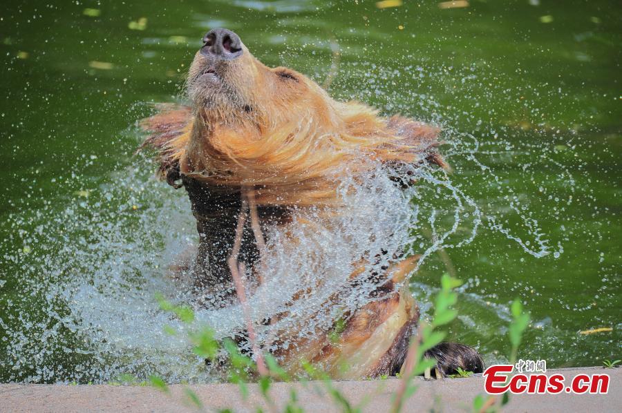 Photo taken on June 6, 2018 shows animals are trying all possible ways to keep cool at Tianjin Zoo as temperatures continue rising. (Photo: China News Service/Tong Yu)
