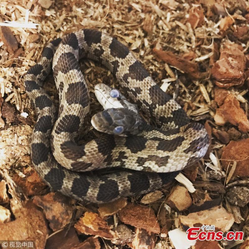 Tanee Janusz of Louisiana, the U.S., became the proud owner of a rare, two-headed Western rat snake after a friend found one in his yard last fall. Janusz said after a trip to the vet, she learned the snakes are conjoined twins with two brains but a shared digestive and respiratory tracts. She named them Filé and Gumbo as a nod to New Orleans. (Photo/VCG)