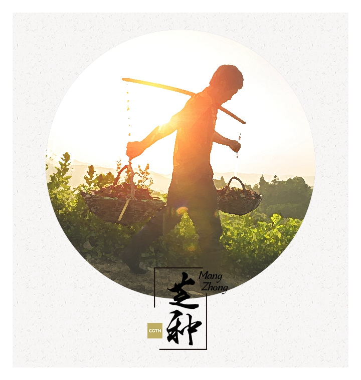 Some crops and vegetables are in need of rapid harvesting, such as summer crops and summer tea leaves. The urgency is partly caused by the frequent rain at this time, which can easily lead to crops rotting before being reaped in time.

Plum rains brings the cicadas

Mangzhong usually kicks off a period of abundant rainfall, and in southern China, this period of time has a special name ? the “Plum Rain” season.

The “Plum Rain” season, due to plums also being ripe during this time. It is a humid and stuffy period of time that lasts for approximately half a month.