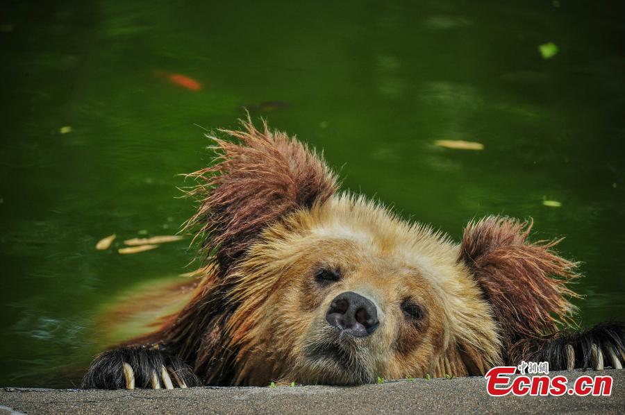 Photo taken on June 6, 2018 shows animals are trying all possible ways to keep cool at Tianjin Zoo as temperatures continue rising. (Photo: China News Service/Tong Yu)