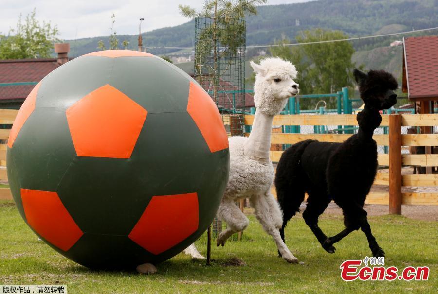 Female alpaca Juliette (L) and male alpaca Romeo run near a giant ball during the \