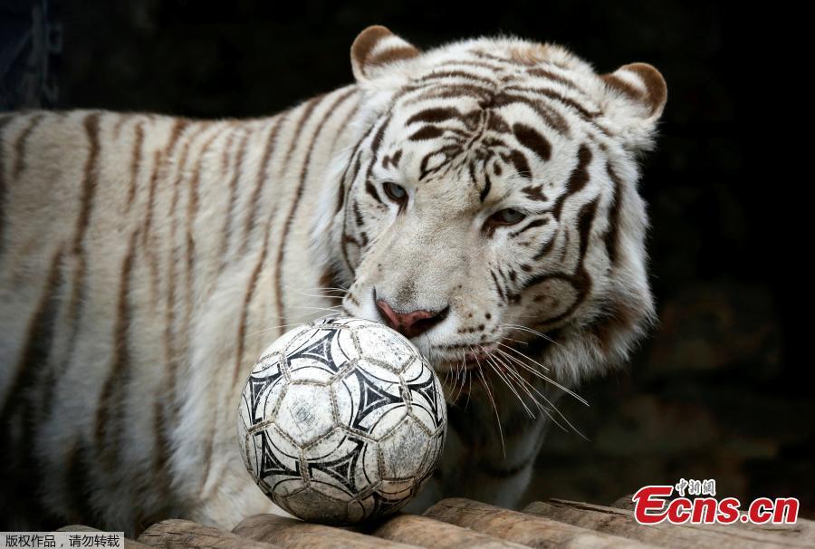 Khan, a seven-year-old male White Bengal tiger, plays with a ball during the \