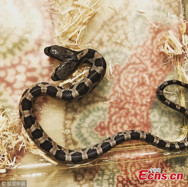 Tanee Janusz of Louisiana, the U.S., became the proud owner of a rare, two-headed Western rat snake after a friend found one in his yard last fall. Janusz said after a trip to the vet, she learned the snakes are conjoined twins with two brains but a shared digestive and respiratory tracts. She named them Filé and Gumbo as a nod to New Orleans. (Photo/VCG)
