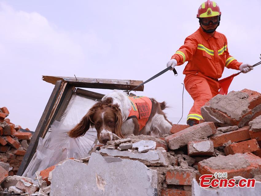 Firefighting authorities in Changchun City, Northeast China’s Jilin Province organized an earthquake drill focusing on search and rescue. Some 90 officers, assisted by search dogs and advanced devices, tested their knowledge and skills in quake emergency responses through different scenarios, such as removing building debris with machines. (Photo: China News Service/Ma Xuewen)