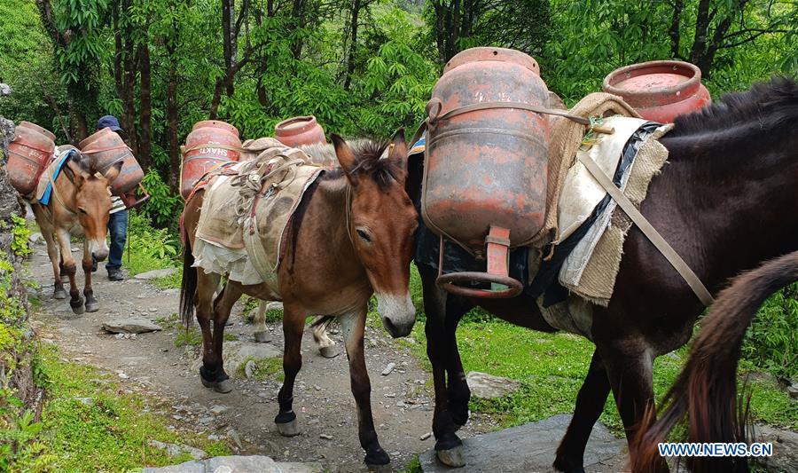 Mules carrying empty gas cylinders proceed towards Ghandruk village from Chhomrong village of Kaski district in Nepal, June 6, 2018. (Xinhua/Sunil Sharma)