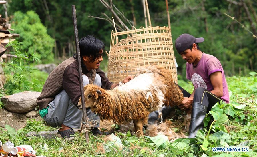 Locals cut the hair of sheep at Chhomrong village of Kaski district in Nepal, June 6, 2018. (Xinhua/Sunil Sharma)