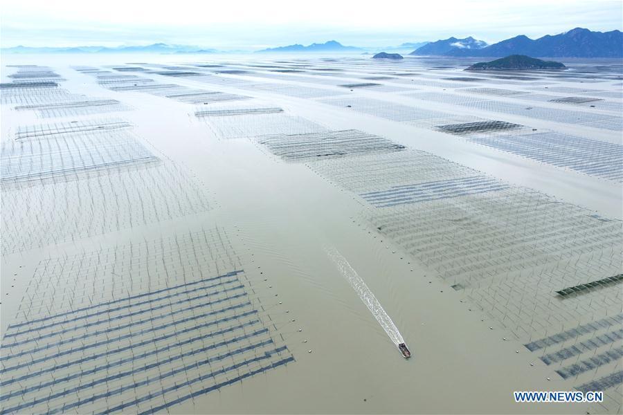 A seaweed harvest boat sails at a seaweed farm in Sansha Township in Xiapu County, southeast China\'s Fujian Province, Nov. 26, 2017. World Oceans Day, a UN-designated day held annually on June 8, aims to arouse people\'s consciousness to preserve oceans on Earth. (Xinhua/Jiang Kehong)