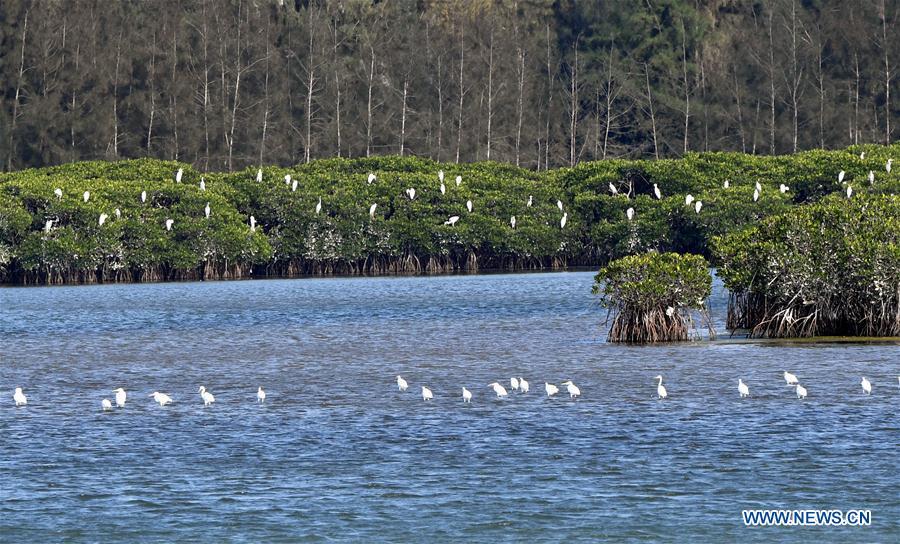 Photo taken on Jan. 26, 2018 shows the scenery of Xinying mangrove national wetland park in south China\'s Hainan Province. World Oceans Day, a UN-designated day held annually on June 8, aims to arouse people\'s consciousness to preserve oceans on Earth. (Xinhua/Jiang Enyu)